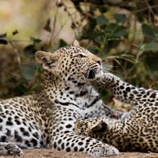 Wild Cat Conservation Centre | Wild Cat & Cheetah Conservation