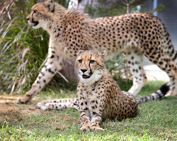 Wild Cat Conservation Centre | Cheetah and Wild Cats Breeding Program
