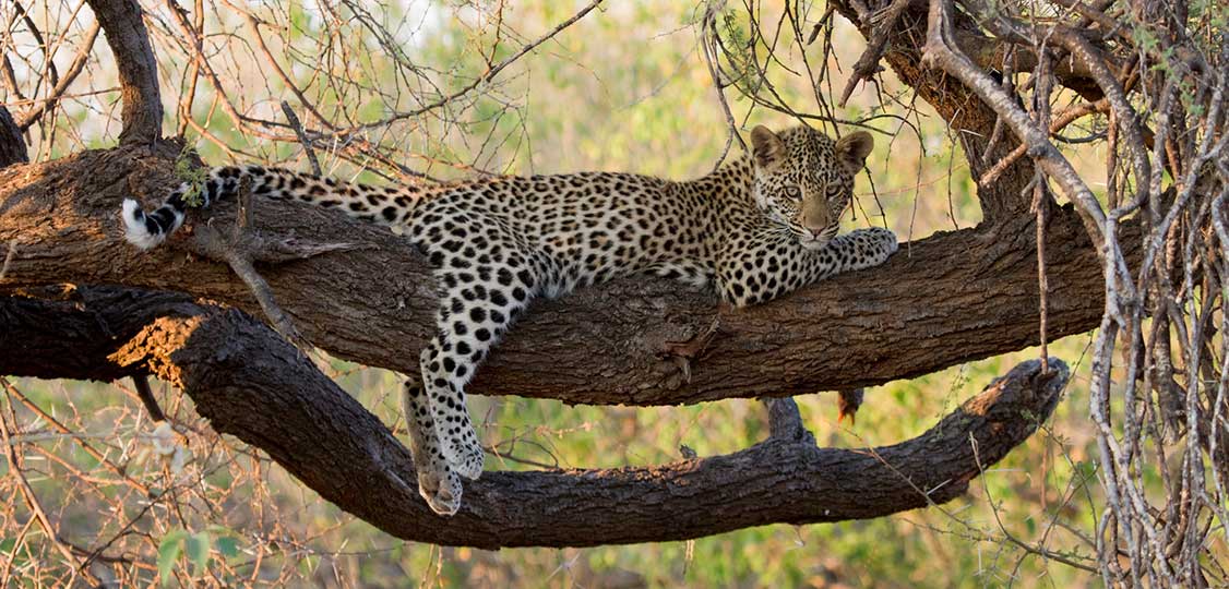 Botswana Wild Cats