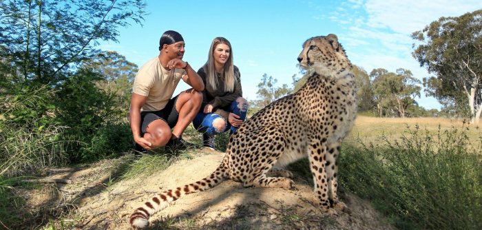 Wild Cat Conservation Centre - Meet A Cheetah Sydney