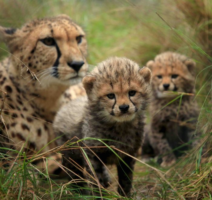 Wild Cat Conservation Centre | Wild Cat & Cheetah Conservation