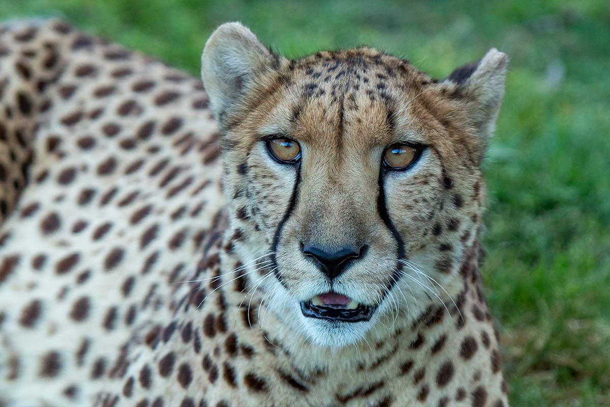 Emmy - Cheetah