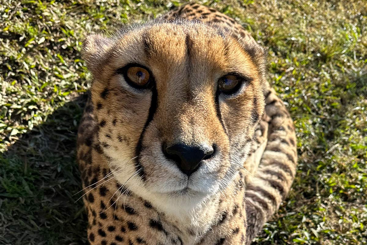 Zane - Cheetah