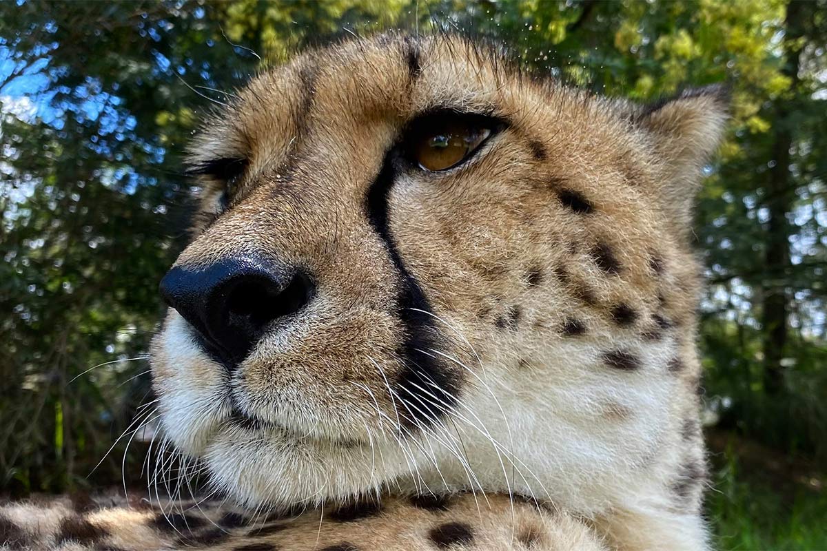 Ziva - Cheetah