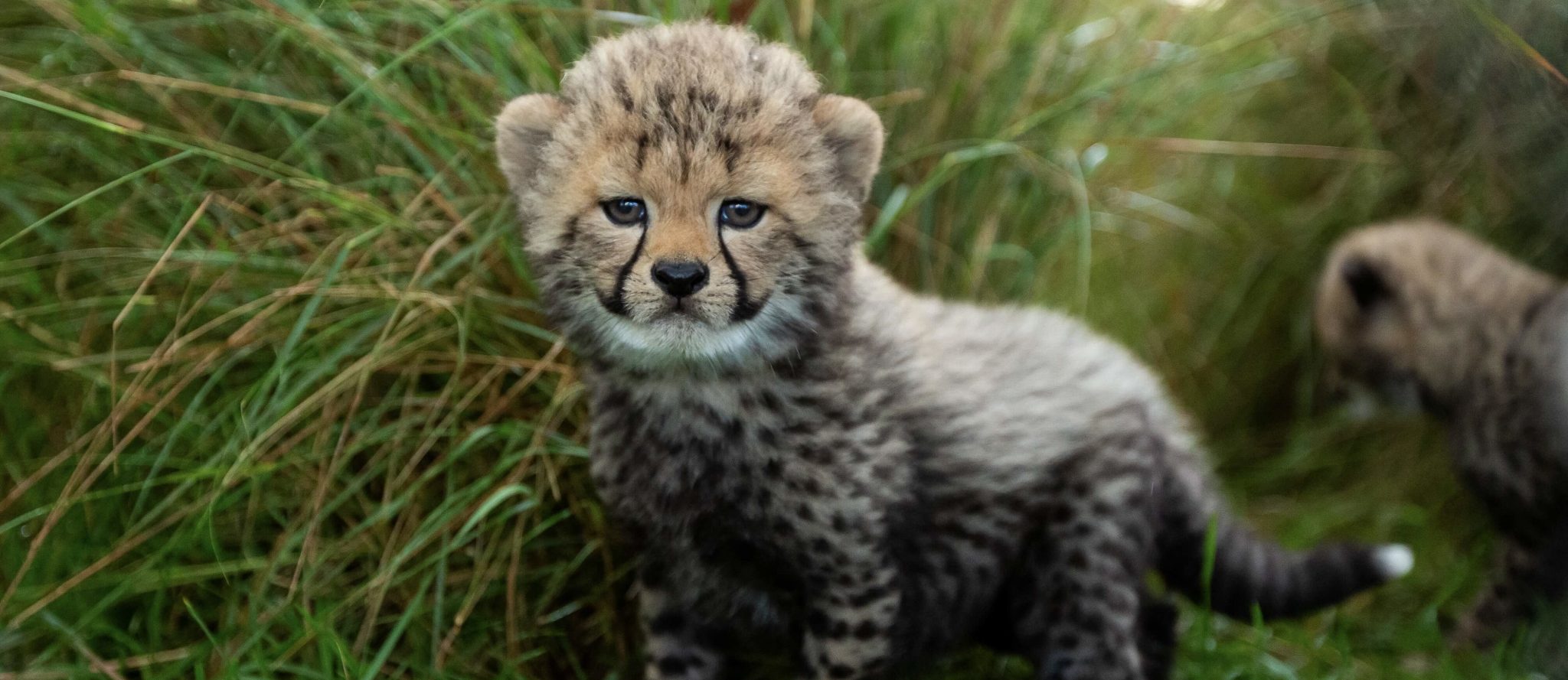 Cheetah Cub Sponsorship