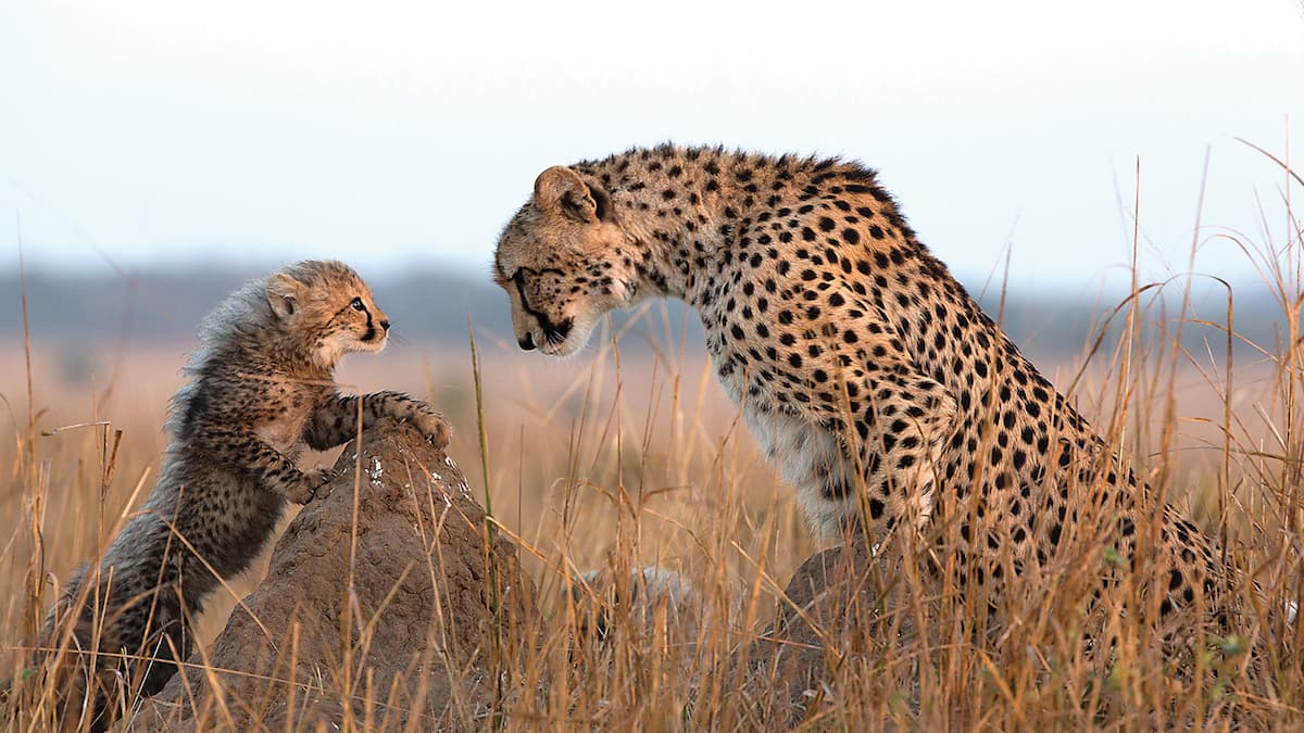 Cheetah mother and cub