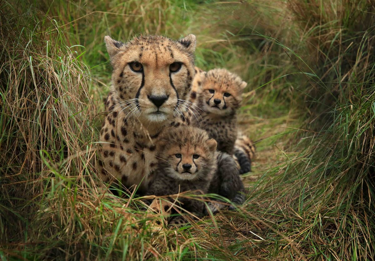 Cheetah mother and her cubs