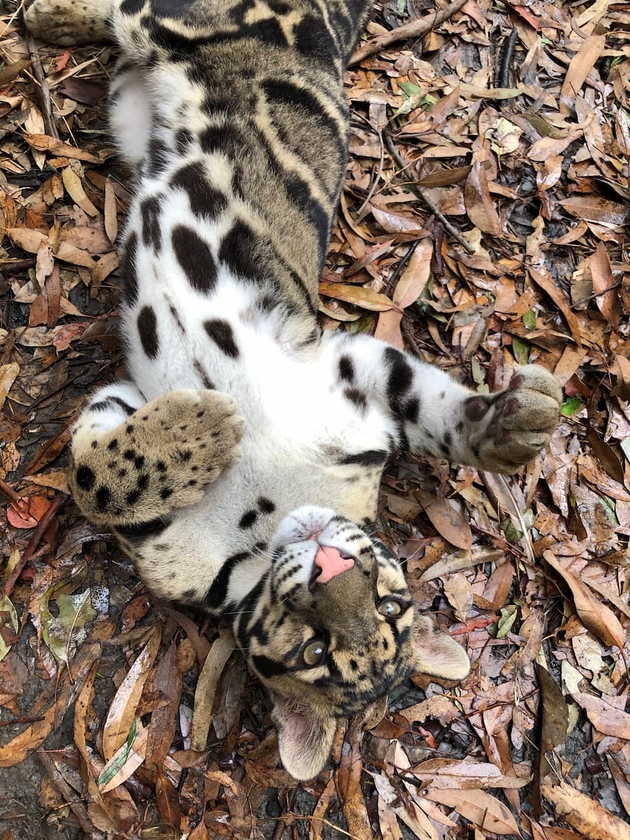 Clouded Leopard