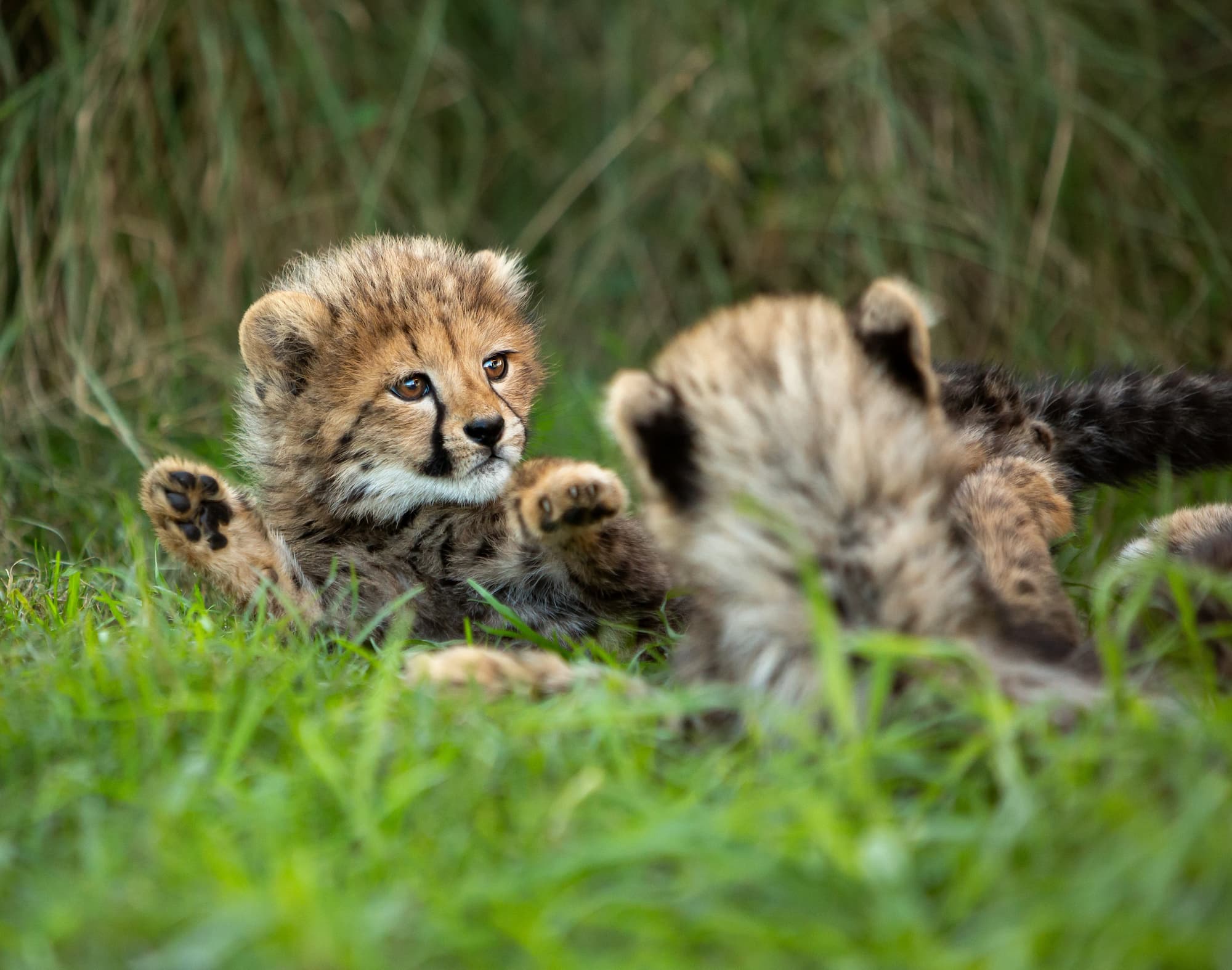 Cheetah cubs - wild cat breeding program