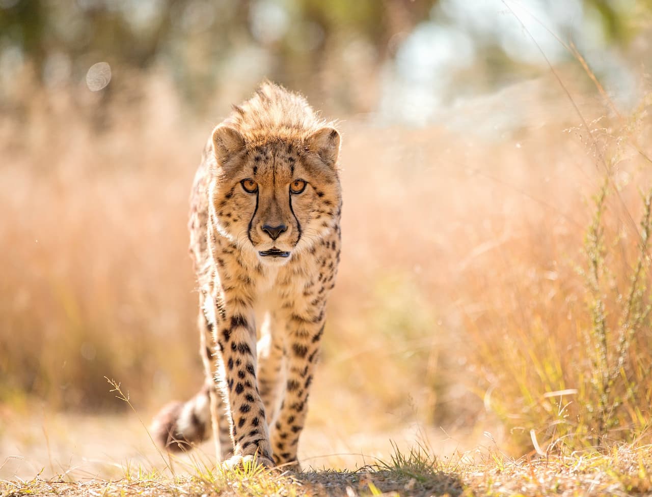 Cheetah on the Savannah