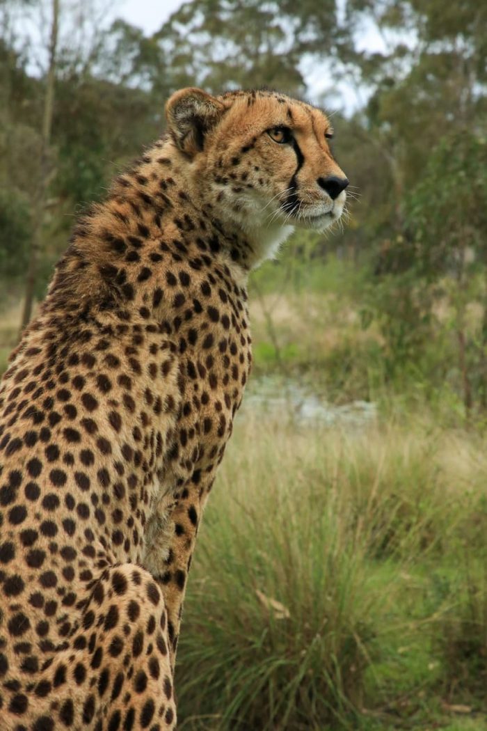 Cheetah on the Savannah - Australian Wild Cat Centre