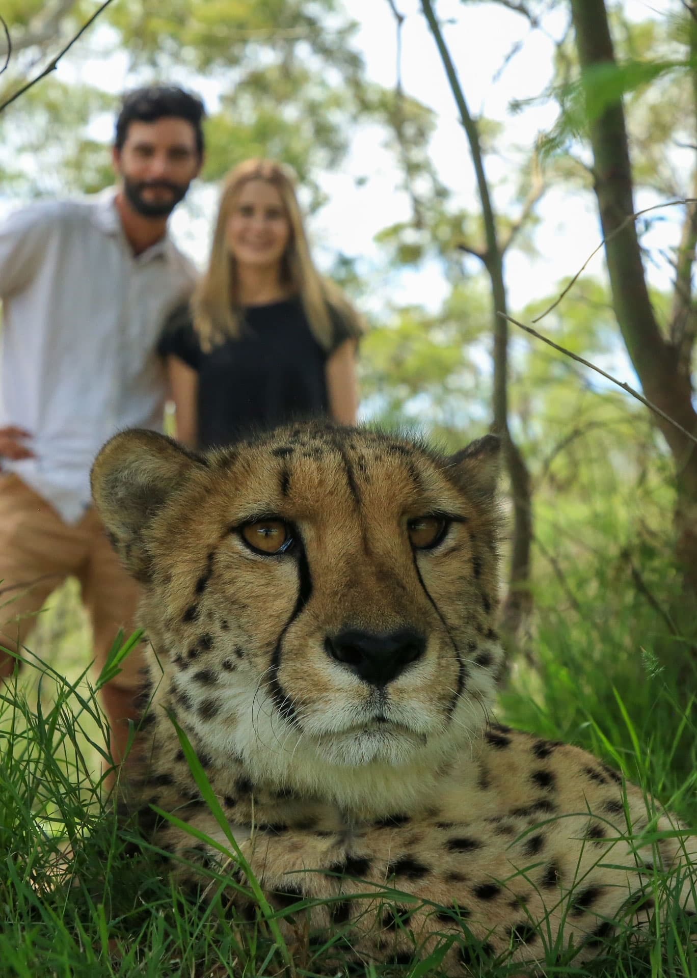 Meet a Cheetah