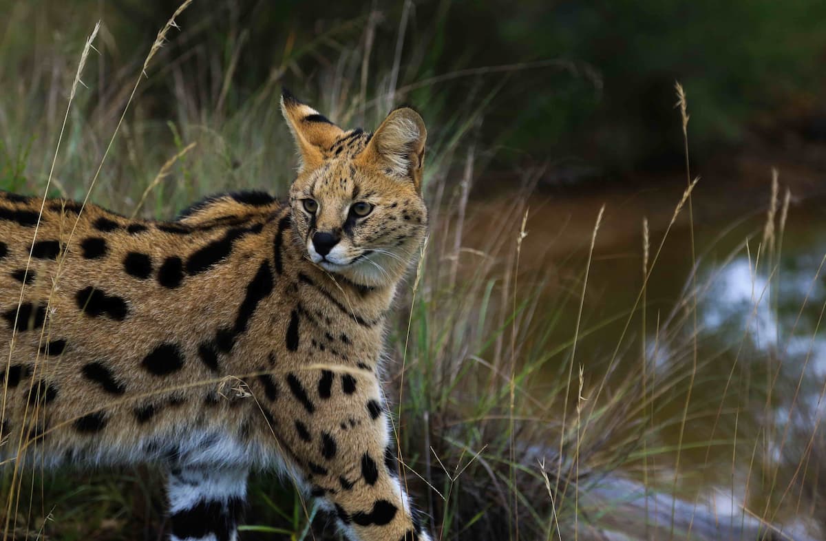 Serval - Wild Cat Conservation Centre