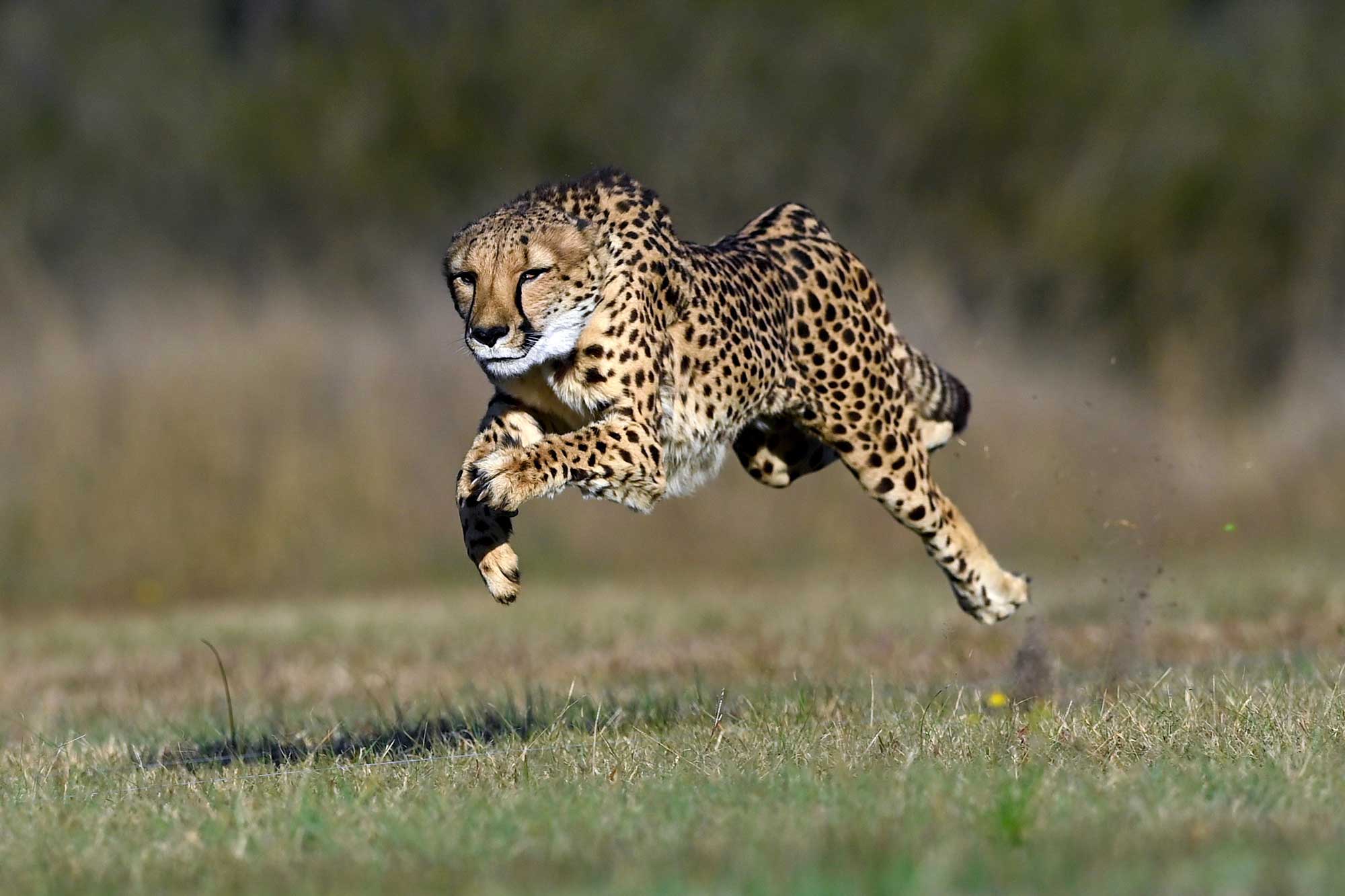 Cheetah Run - Wild Cat Conservation Centre