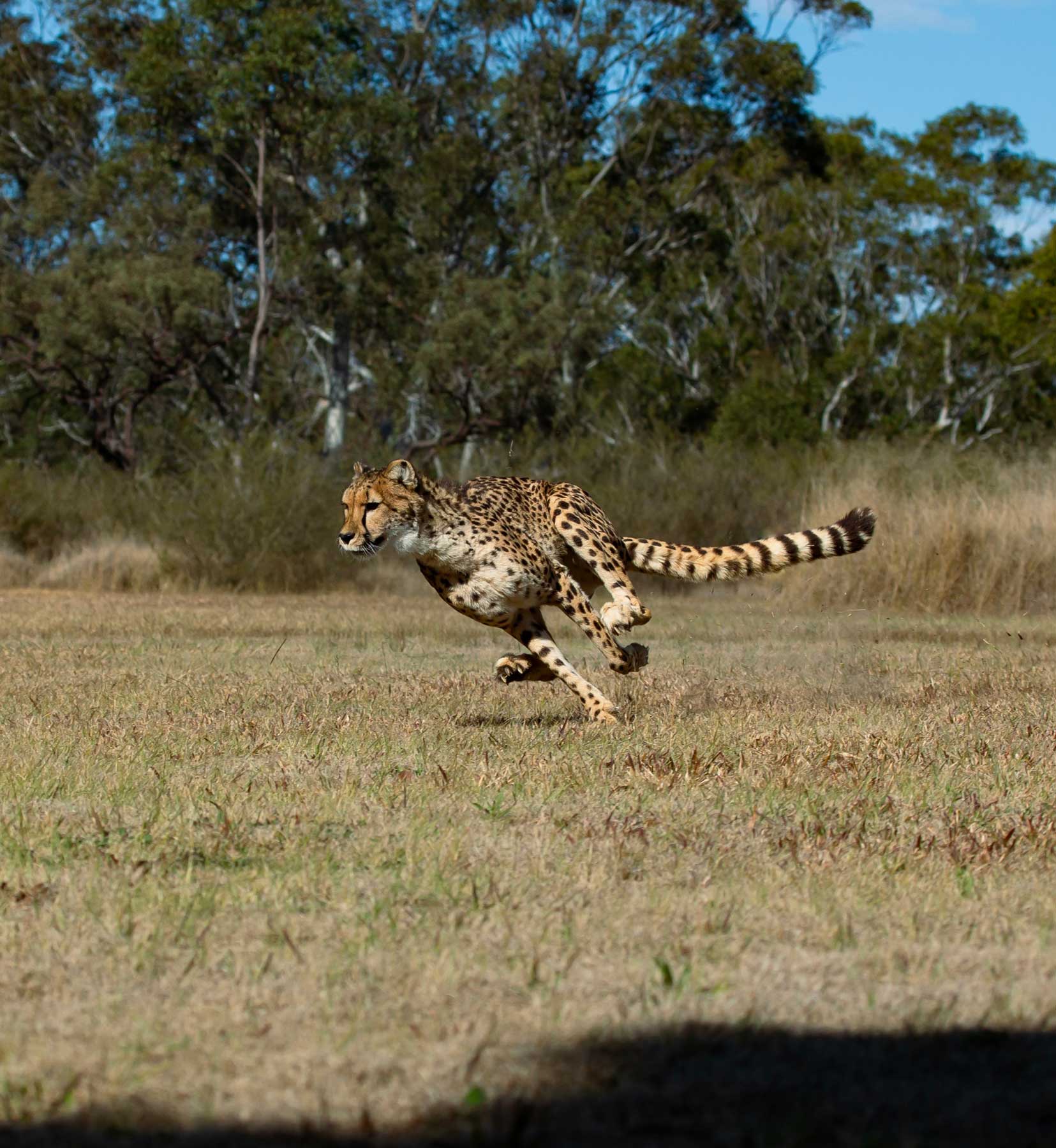 Cheetah Run - Wild Cat Conservation Centre