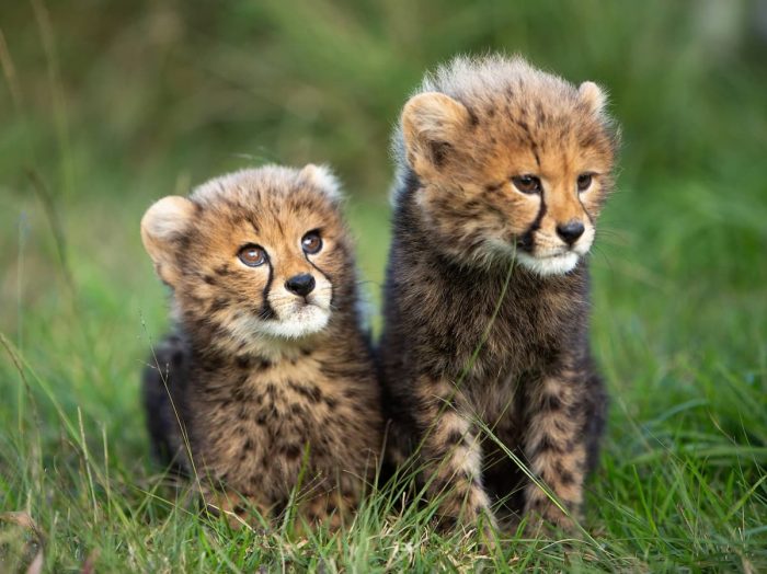 Cheetah Cubs