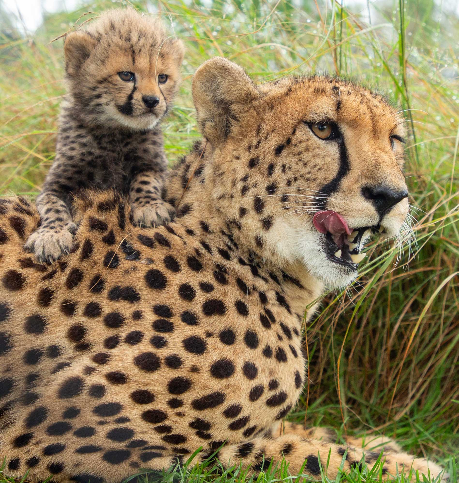 Cheetah mother and her cub