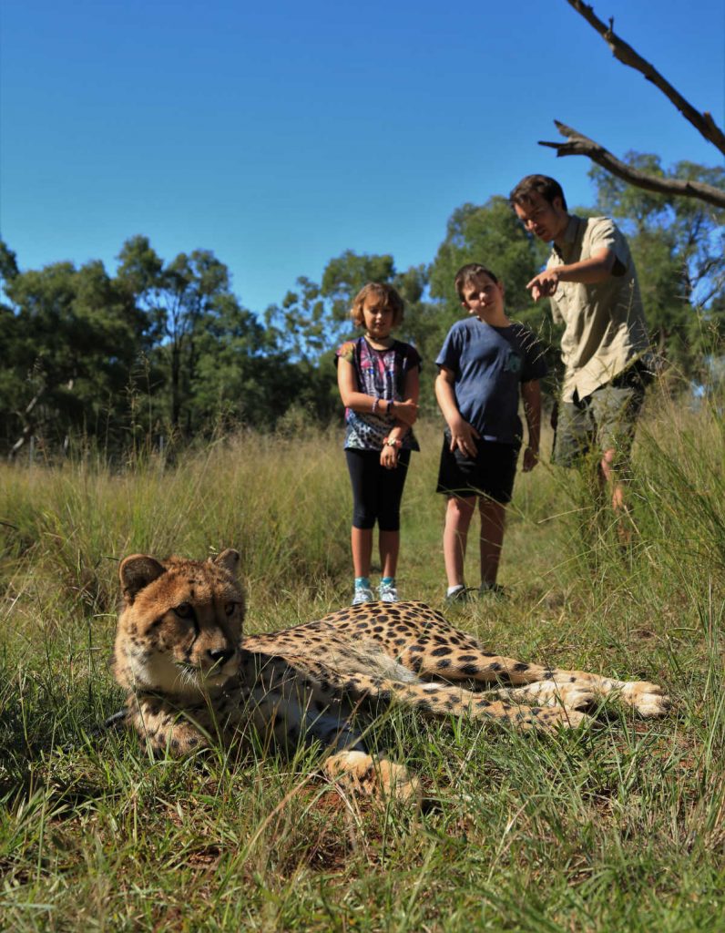 Wild Cat Cadets learning about Cheetahs - Junior Conservationist Program
