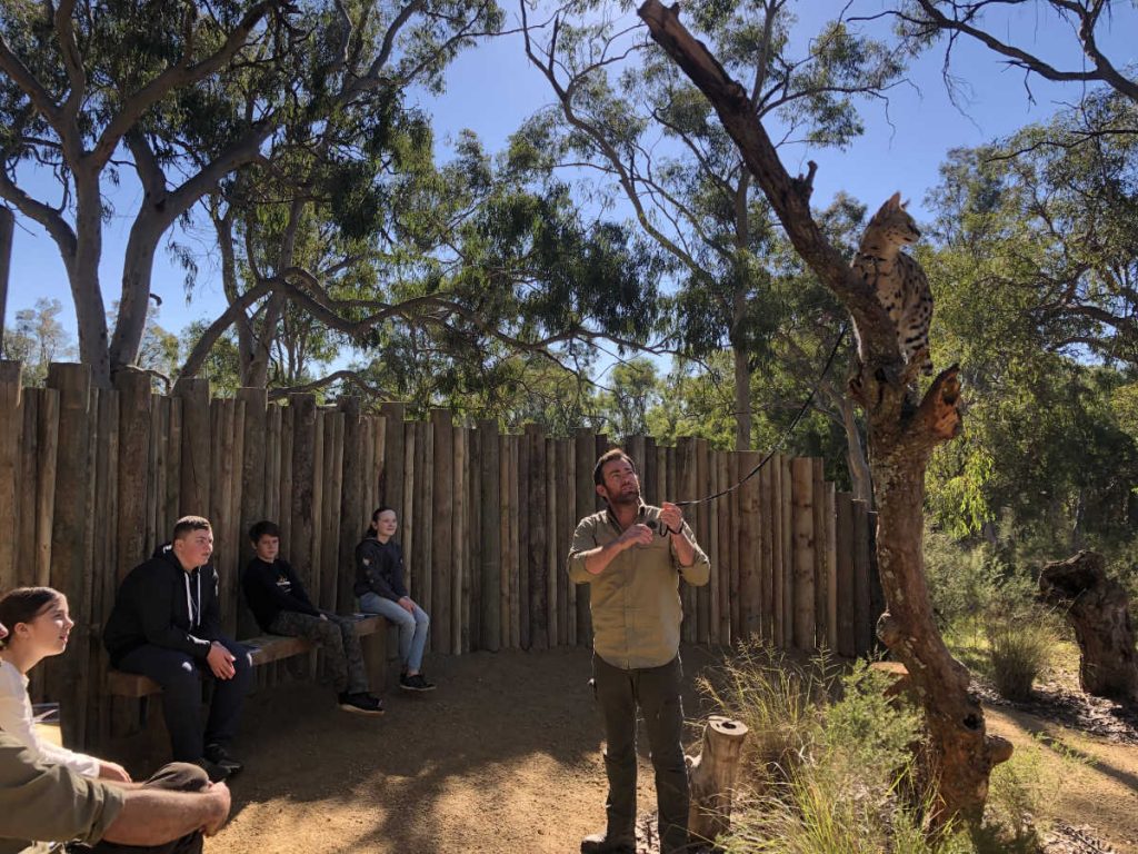 Wild Cat Cadets learning about Servals - Junior Conservationist Program