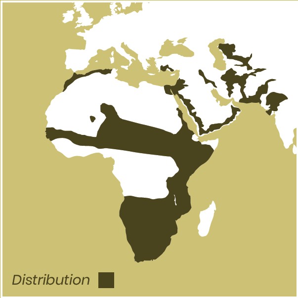 Caracal distribution map of Africa