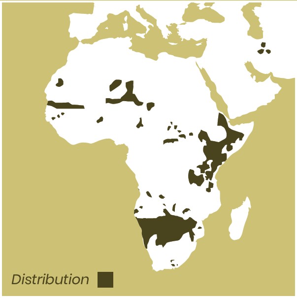 Cheetah distribution map of Africa