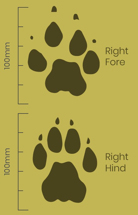 Cheetah at Wild Cat Conservation Centre