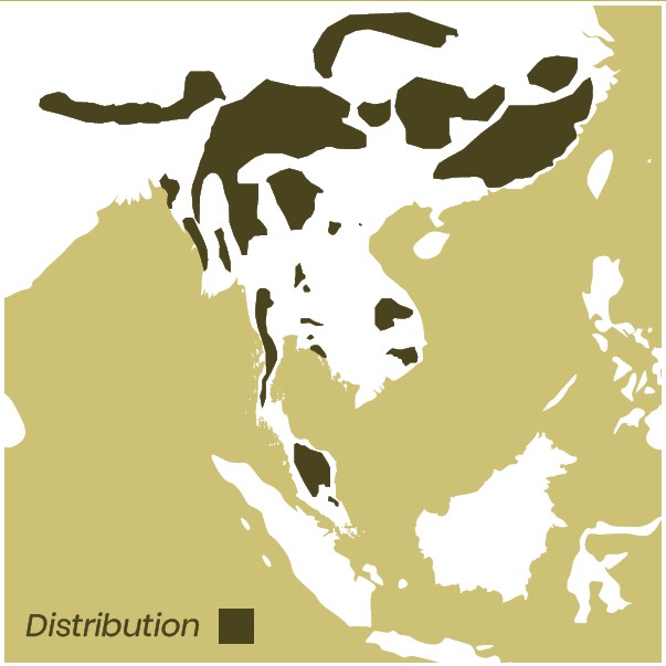 Clouded Leopard Distribution map of southeast Asia