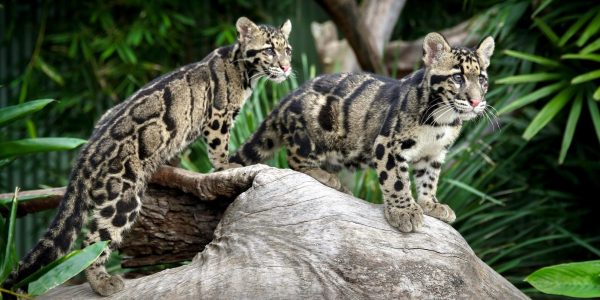 Clouded Leopards