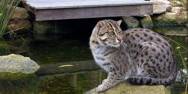 Fishing Cat