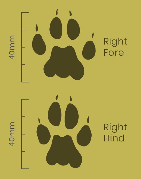 Fishing Cat Paw Print Facts