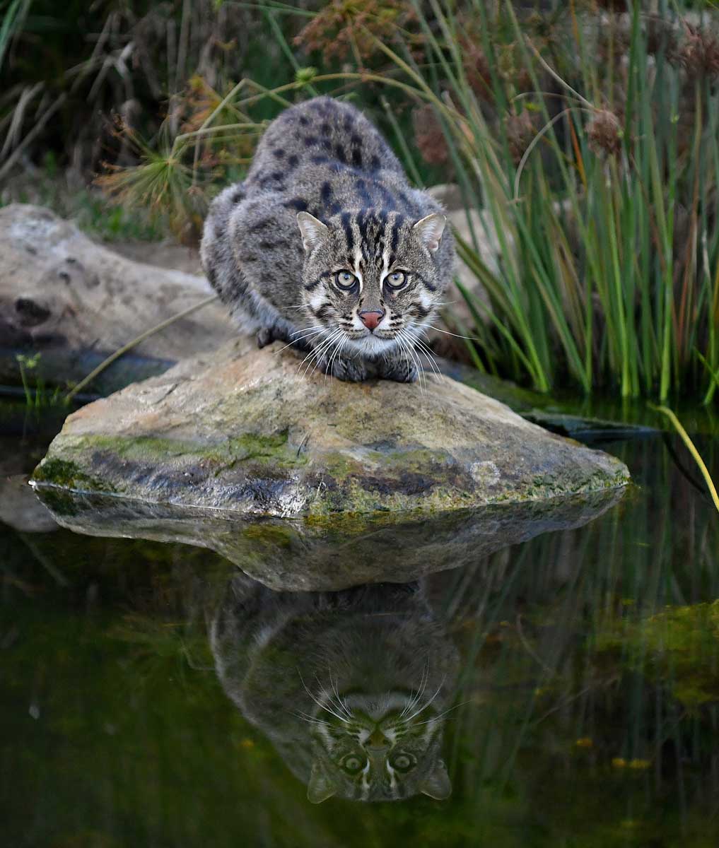 Fishing Cat - Wild Cat Conservation Centre
