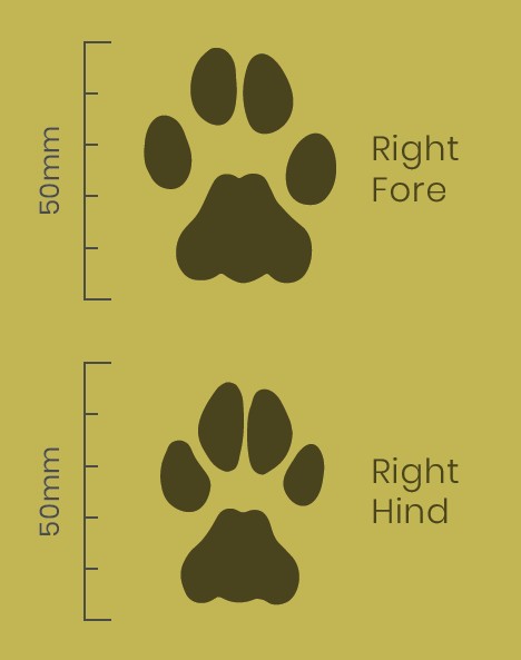 Serval Paw Print Facts