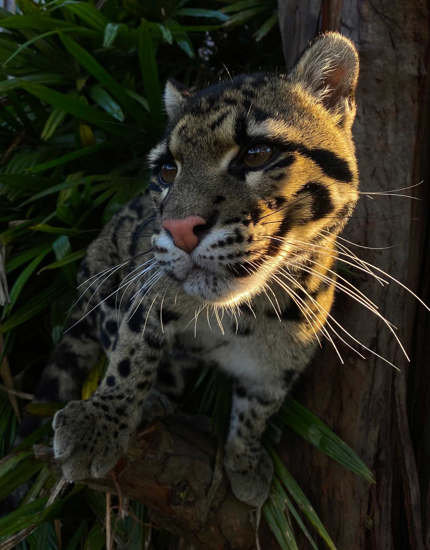Twilight tour - Wild Cat Conservation Centre